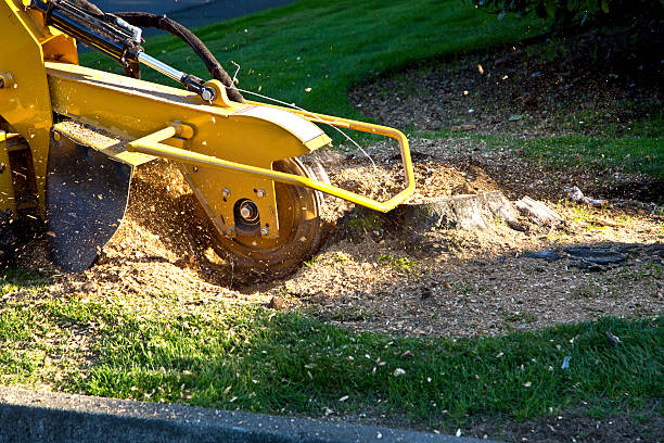 Tree Health Inspection in Carrboro, NC